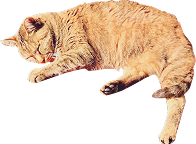 茶色猫