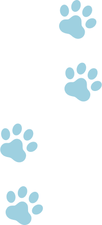 犬の肉球