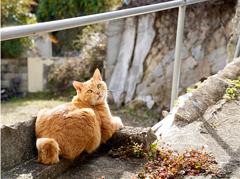 茶色い猫