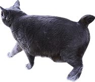 黒色の猫